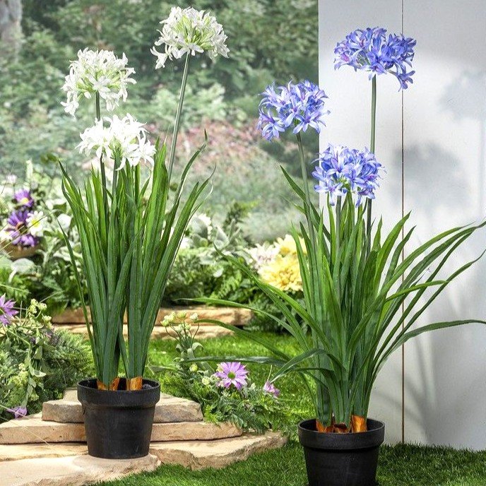 Agapanthus Lily Assorted Color Flower Bulb