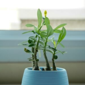 Desert Rose Adenium Plant Seedling (1Pc)