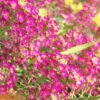 Alyssum Rosie O Day Pink Flower Seeds 2
