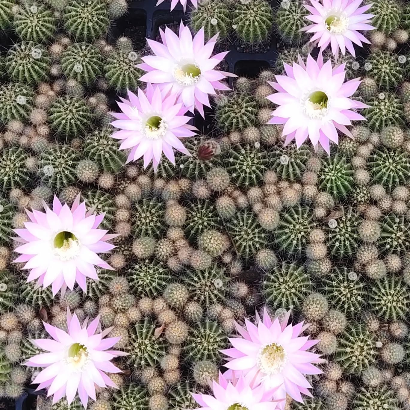 Echinopsis oxygona cactus (1)