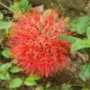 Football Lily Bulb 1