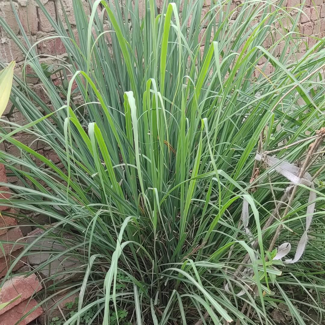 Lemon grass herb seeds 3