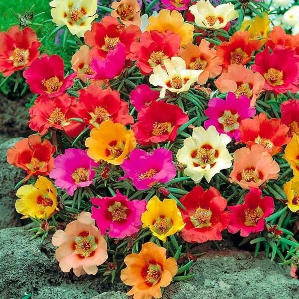Portulaca Grandiflora Mixed Hybrid Seeds
