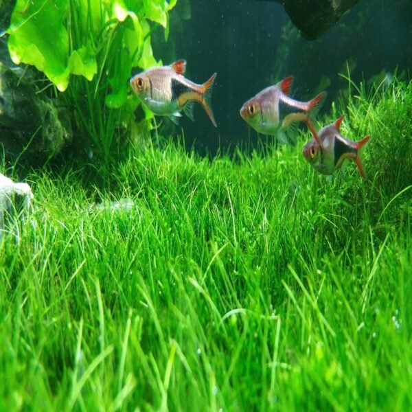 Aquarium-Plant-Seeds