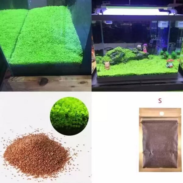 SmallLeafAquariumPlantSeeds2