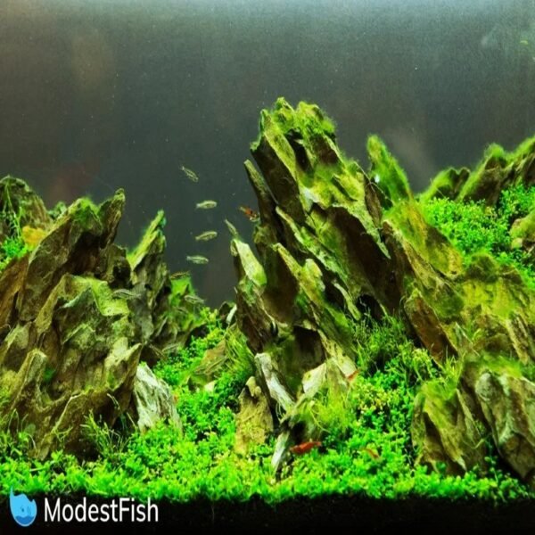 SmallLeafAquariumPlantSeeds3