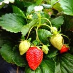 Strawberry Alpine Fragaria Exotic Fruit Seeds