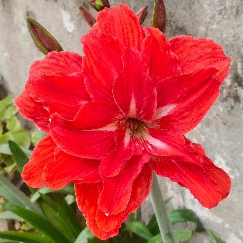 amaryllis lily flower bulb 2