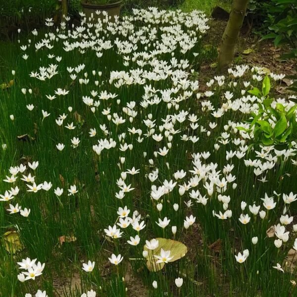 white rain lily bulb