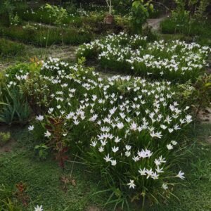 white rain lily bulb