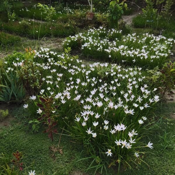 white rain lily bulb