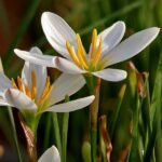 white rain lily bulb