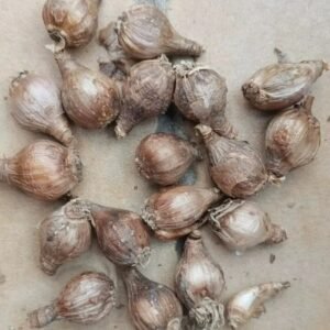 white rain lily bulb