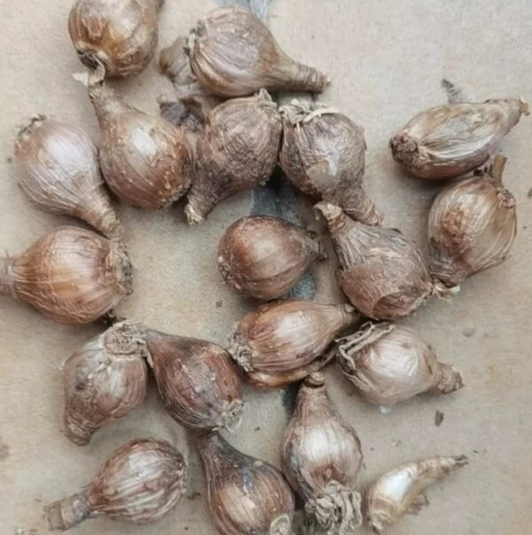 white rain lily bulb