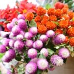 Gomphrena Mix Color Flower Seeds
