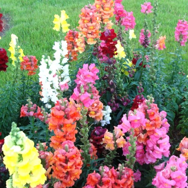 Antirrhinum Snapdragons Mixed Color Dog Flower Seeds