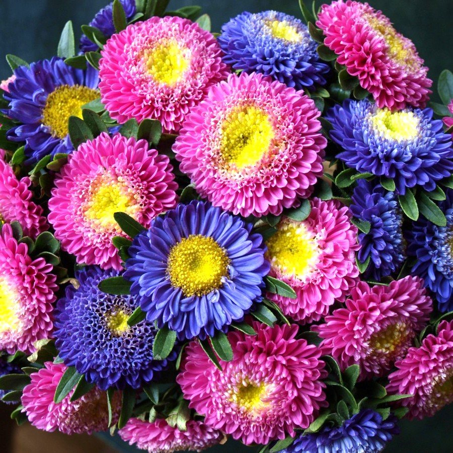 Aster Princess Mixed Color Flower Seeds