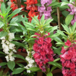 Balsam Mixed Color Flower Seeds