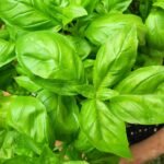 Basil Green Herb Plant Seeds