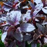 Basil Purple Color Herb Seeds