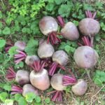 Beetroot Chukandar Vegetable Seeds
