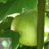 Bottle Gourd Round Gol Ghiya Vegetable Seeds
