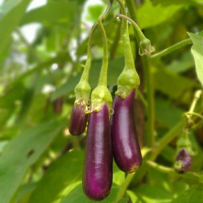 Brinjal Long Purple Baingan Vegetable Seeds