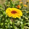 Calendula Mixed Color Flower Seeds