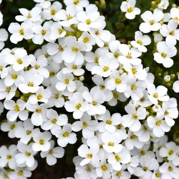 Candytuft Snow White Color Flower Seeds 1