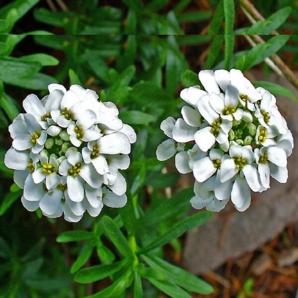 Candytuft Snow White Color Flower Seeds