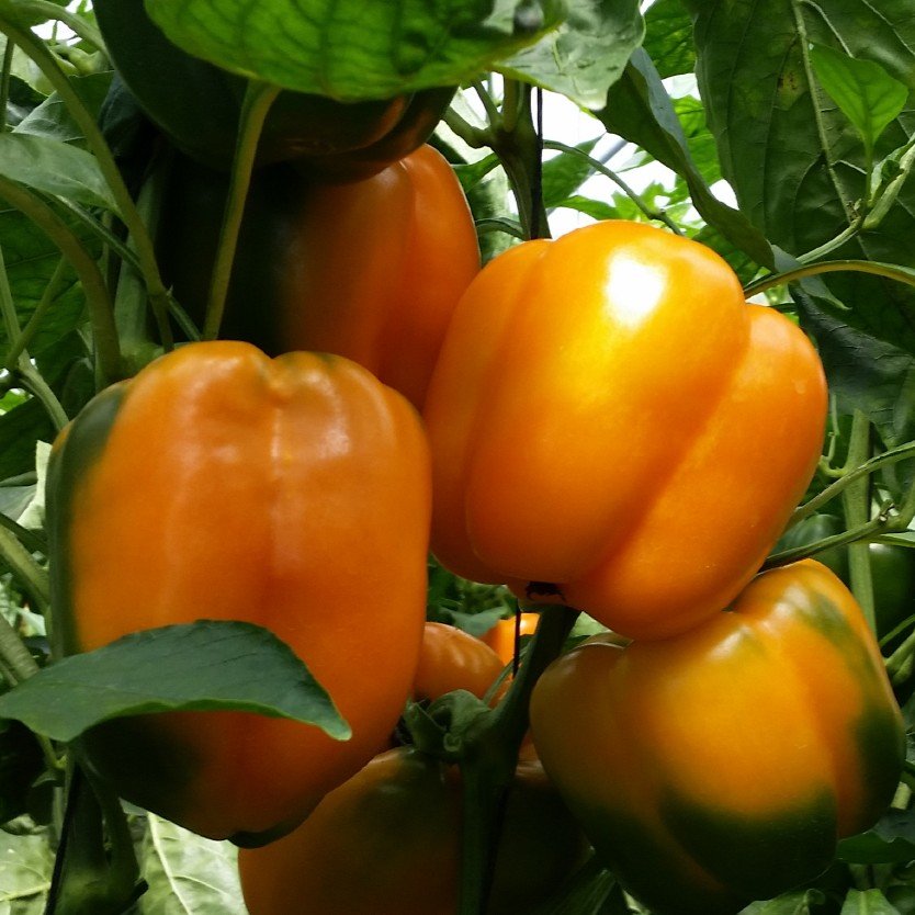 Capsicum Orange Hybrid Shimla Mirch Vegetable Seeds