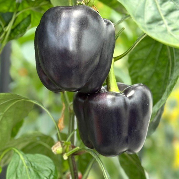 Capsicum Purple Black Hybrid Shimla Mirch Vegetable Seeds
