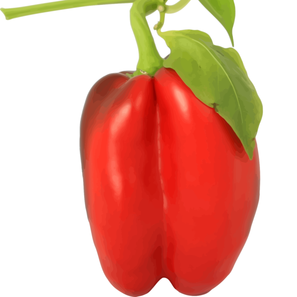 Capsicum Red Hybrid Shimla Mirch Vegetable Seeds
