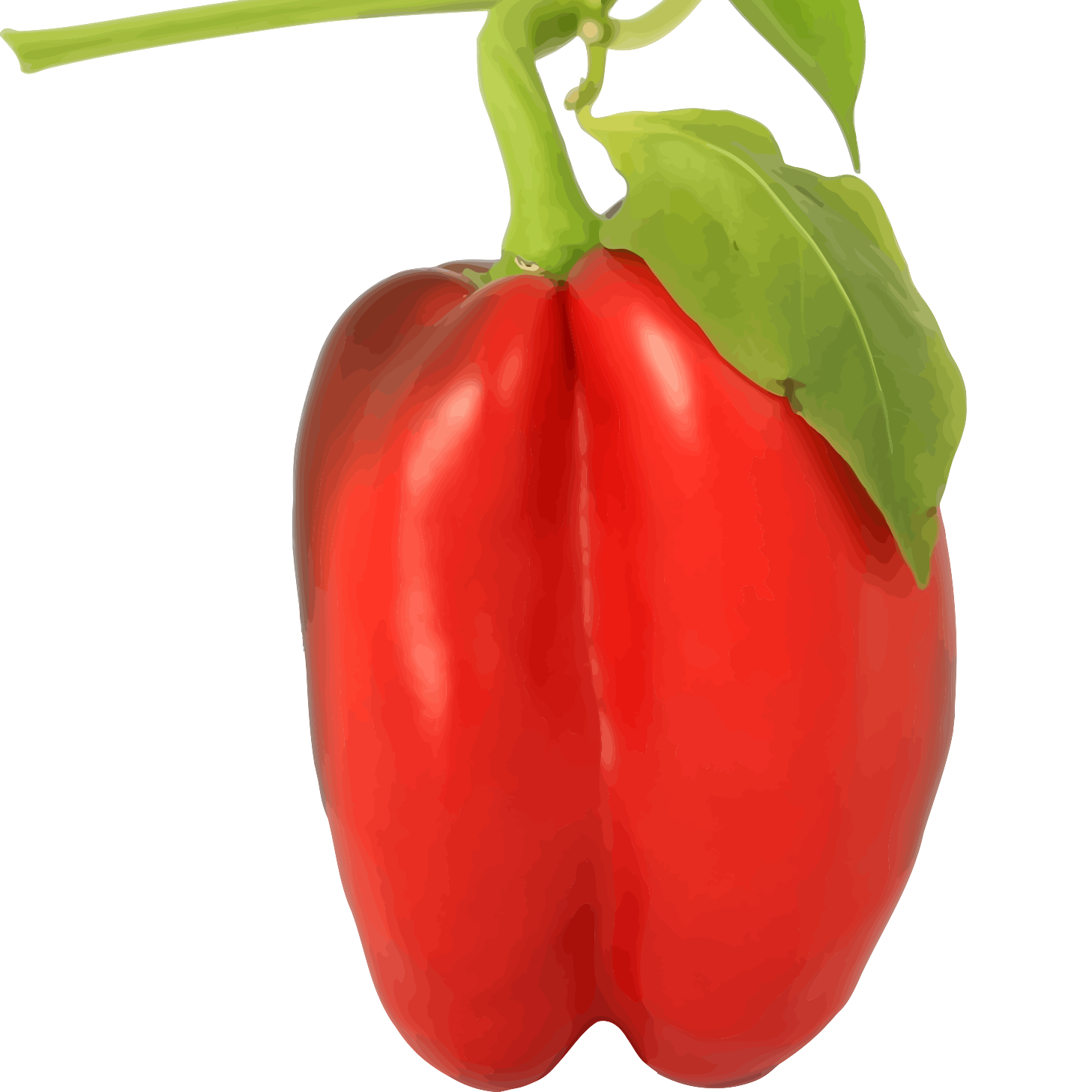 Capsicum Red Hybrid Shimla Mirch Vegetable Seeds