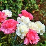 Carnation Beauty Mixed Color Flower Seeds