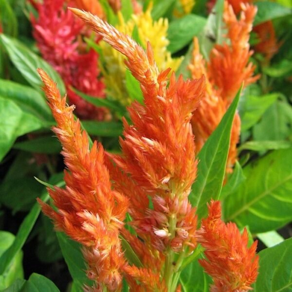 Celosia Pulmosa Mixed Color Flower Seeds