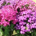 Cineraria Mixed Color Flower Seeds