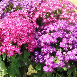 Cineraria Mixed Color Flower Seeds