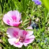 Clarkia Godetia Mix Color Flower Seeds