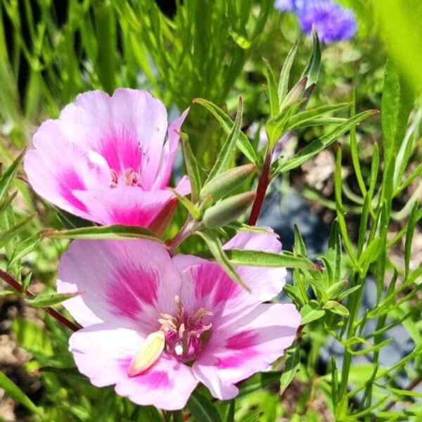 Clarkia Godetia Mix Color Flower Seeds