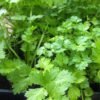 Coriander Leaves Dhania Patti Herb Seeds