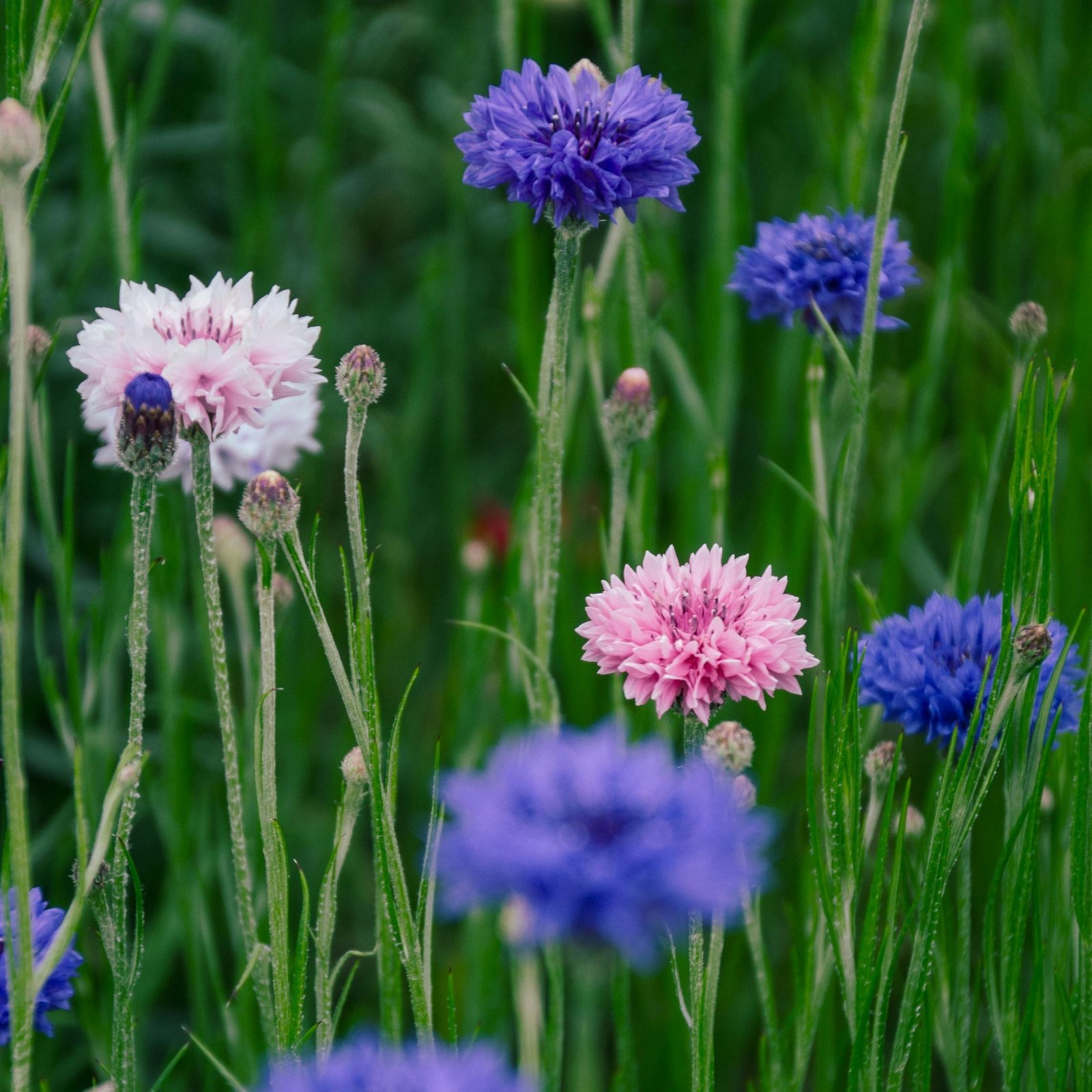 Corn Flower Mixed Color Flower Seeds