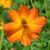 Cosmos Mixed Color Flower Seeds For Summer