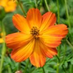 Cosmos Mixed Color Flower Seeds For Summer