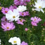 Cosmos Mixed Color Flower Seeds For Winter