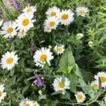 Daisy Mixed Color Flower Seeds