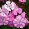 Dianthus Mixed Color Flower Seeds
