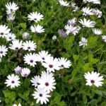 Dimorphotheca Osteospermum Mixed Color Flower Seeds
