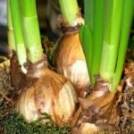 Flower Bulbs