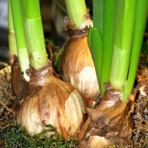 Flower Bulbs